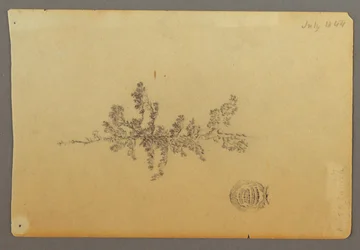 Zeichnung, Immergrüner Baum, 1844