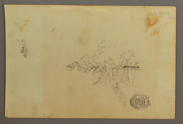 Zeichnung, Immergrüner Baum, 1844