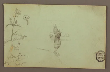 Blühende Pflanze und ein Felsen zwischen den amerikanischen und kanadischen Fällen bei Niagara, möglicherweise 1858