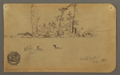 Insel, zwei Seetaucher, 1878