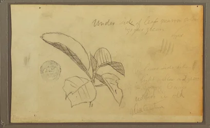 Blätter, 1857