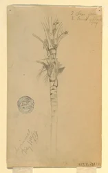 Blätter und Stamm einer Palme, Aspinwall, Panama, 15. Mai 1857