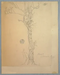 Parasit um einen Baumstamm gewickelt, Jamaika, Juni 1865