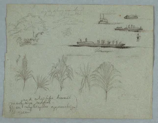 Skizzen vom Rio Magdalena, Kolumbien: Pflanzen, Dampfer und ein Champan, 1853, wahrscheinlich Mai