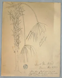 Kleine Fächerpalme, Jamaika, 14. Juni 1865