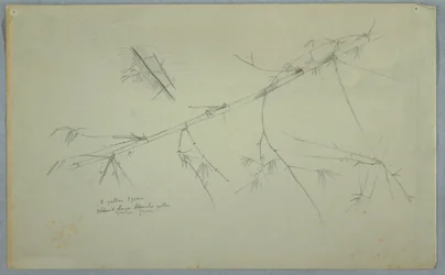 Studie von Bambus, Jamaika, Mai–August 1865