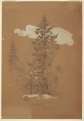 Bäume, Berchtesgaden, Bayern, 3. Juli 1868