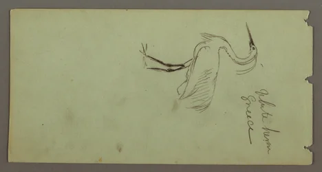 Weißer Reiher, möglicherweise 1869