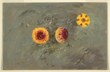 Zeichnung, Zinnien, 1860–70