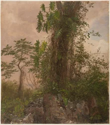Feigenbaum und Wilder Philodendron