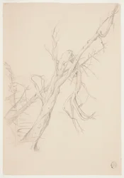 Knotiger toter Baum