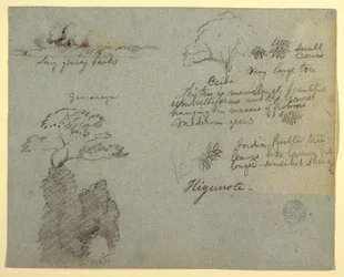 Flussufer und botanische Skizzen aus Higuerote, Ecuador