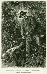 Ein Trüffelsucher. Gravur von Lix zur Illustration der Geschichte A Travers l
