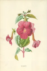 Achimenes