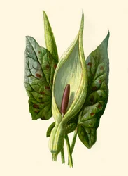 Aronstab oder Kuckuckslichtnelke, 1877