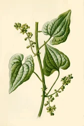 Schwarze Nieswurz, 1877