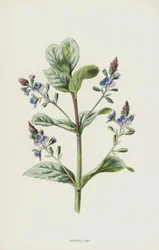 Bachbunge