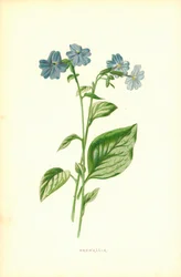 Browallia