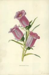 Glockenblume