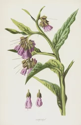 Beinwell