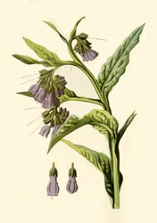 Beinwell