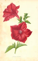 Purpurrote Petunie