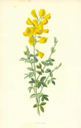 Zytisus