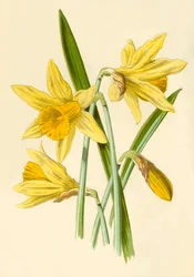 Narzisse, 1877