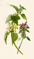 Taubnessel - Rot & Weiß, 1877