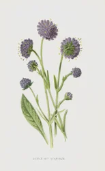 Teufelsabbiss