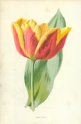 Frühe Tulpe