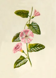 Ackerwinde, 1877