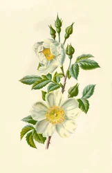 Feldrose, 1877