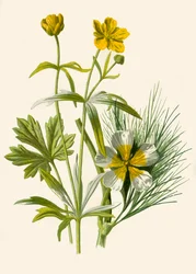 Goldlöckchen. Wasserhahnenfuß, 1877