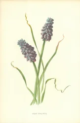 Traubenhyazinthe