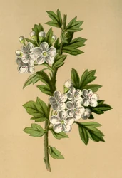 Weißdorn, 1877