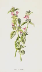 Kleinblütige Bergminze