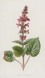 Zaun-Stachys