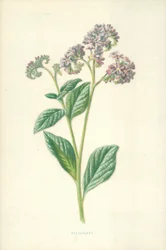 Heliotrop