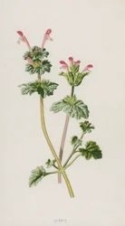 Purpurrote Taubnessel