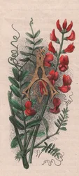 Buchstabe A, Initiale, Aquarellgravur, ca. 10x5 cm, von Frederick Edward Hulme aus 