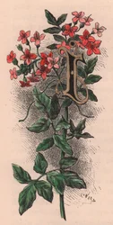 Buchstabe I, Initiale, Aquarellgravur, ca. 10x5 cm, von Frederick Edward Hulme aus 