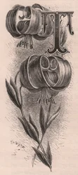 Buchstabe T, Initiale, Gravur, ca. 10x5 cm, von Frederick Edward Hulme aus 