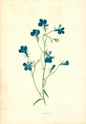 Lobelie