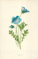 Nemophila