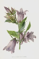 Nesselblättrige Glockenblume