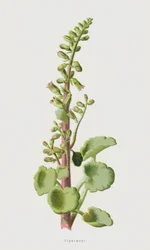 Nabelkraut