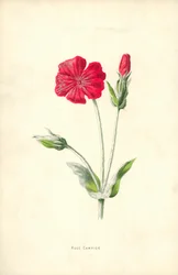 Lichtnelke