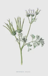 Hirtentäschel