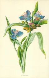 Spinnenblume